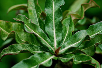 adenium, leaves, plant, flora, nature, closeup, adenium Leaves