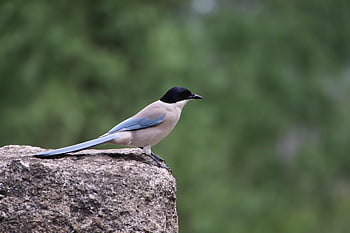 straka, pták, Skála, posazený, kámen, pica pica, zvíře, volně žijících živočichů, pozorování ptáků, fauna, Příroda