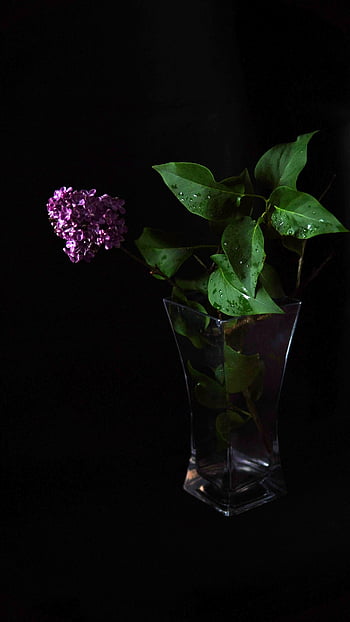 flowers, vase, plant, purple, fragrant, spring, green Leaves, bloom, deco, flora, nature