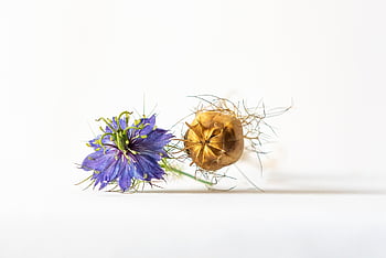 nigella, družička v zelené, květ, květinové tapety, zblízka, letní, semen pod, květinové pozadí, rostlina, zahrada, ovocné kapsle