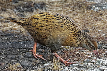 wekaralle, weka, bird, animal, ralle, rallied Bird, brown, coloured, wildlife, plumage, beak