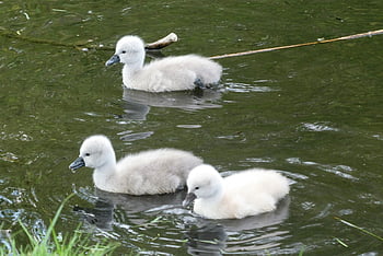 swans, young Swans, waterfowl, young Animals, spring, nature, ditch, animals In The Wild, rui, down Feathers, zwaantjes