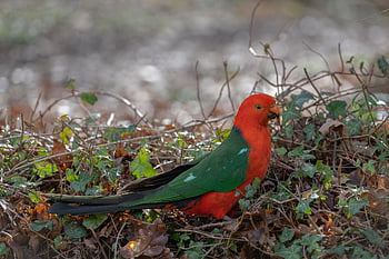 bird, australian King Parrot, animal, parrot, king Parrot, alisterus Scapularis, male Bird, bill, beak, feathers, wildlife