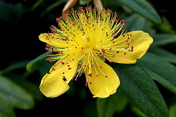 perforovat john's-wort, květ, žlutý květ, listy, okvětní lístky, žluté okvětní lístky, flóra, Příroda, zblízka