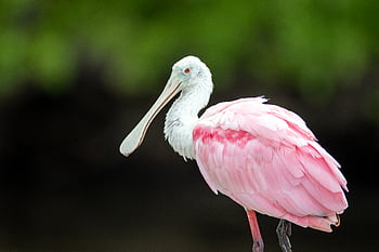 pták, lžíce, volně žijících živočichů, zvíře, Příroda, růžový, křídlo, divoký, everglades, místo výskytu, pozorování ptáků