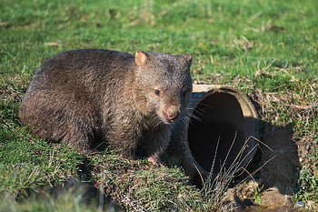wombat, animal, drain Pipe, common Wombat, vombatus Ursinus, bare-nosed Wombat, marsupial, mammal, herbivore, wildlife, nature