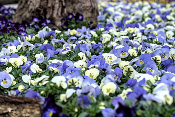 flowers, plant, violet, spring, hellbrunn Palace, salzburg, austria, ai Generated