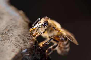 včela západní, včela, carnica, hmyz, Evropská včela medonosná, apis mellifera, úl, včelín, včelařství, Příroda, makro