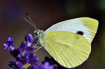 insect, butterfly, beautiful Flowers, white, flower, cabbage, wing, lavender, pollination, blossom, bloom