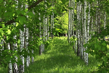 Birke, Baume, Birkenwald, Natur, foie, wald