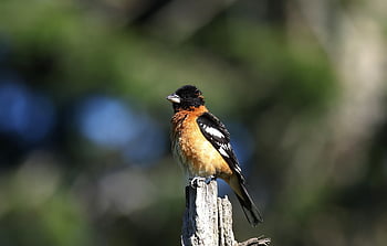 cascanueces, pájaro, animal, pico, plumas, plumaje, aviar, posado, fauna silvestre, naturaleza, ornitología