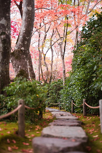 Kyoto garden, stone path, autumn foliage, serene beauty, vivid colors, walk path, between trees, scenic view, Japanese garden, fall season, natural landscape