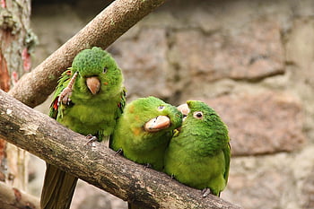 Parque Estoril, são bernardo do campo, naturaleza, Sao Paulo, Brasil, pájaro, perico, periquito, amar al pájaro