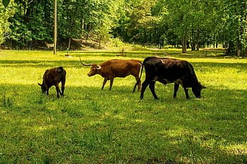 metan, oxid uhličitý, uhlíková stopa, longhorn steer, longhorn, stádo skotu, řídit, dobytek, hospodářských zvířat, rohy, hovězí