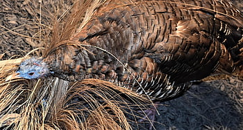 turkey, bird, animal, fowl, beak, feathers, plumage, poultry, wildlife, nature, wild