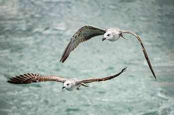 seagull, birds, flight, wings, flying, animals, feathers, plumage, beaks, bills, bird Watching
