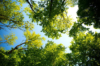 hohe Bäume, lebendiges grün, Baumkrone, blauer Himmel, Naturthemen, Outdoor -Themen, grünes Laub, Blick auf den Wald, Perspektive nach oben, natürliche Schönheit, Gelassene Umgebung