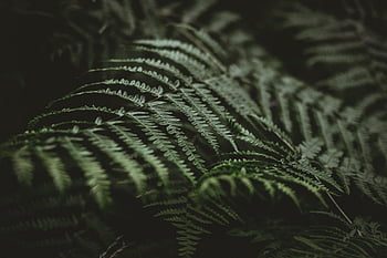 felci, le foglie, verde, natura, piante, foresta, flora, botanica, felce, foglia