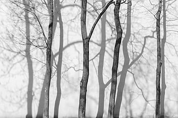 grayscale photo, leafless tree, black-and-white image, tree trunks, casting shadows, wall, nature photography, forest scene, winter landscape, monochrome, shadow play