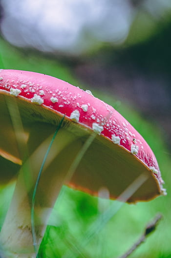 mushroom, fly Agaric, forest, toadstool, fly Amanita, red Mushroom, fungus, nature, closeup, bokeh