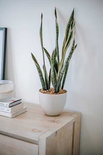 sansevieria, εργοστάσιο φιδιών, λευκό δοχείο, σιφονιέρα, βιβλία, μοντέρνο ντεκόρ στο σπίτι, εσωτερική μονάδα, κομψό φυτό, γαλήνια ομορφιά, εσωτερικό σπίτι, φυτό σε γλάστρα