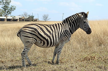 zebra, rumput, padang rumput, bidang, safari, Afrika, sabana, garis-garis, margasatwa, lanskap afrika, bergaris