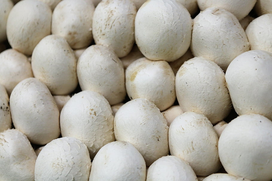 houba, houby, kuchařka, zdravý, báječný, čerstvý, vegetariánský, drsný, nevařené, přírodní produkt, fotografování potravin