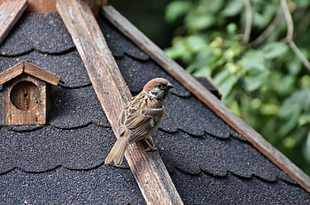 Vogel, Spatz, sperling, Schnabel, Vogelkunde, Spezies, Fauna, Tier, Singvogel, Tierwelt, Natur