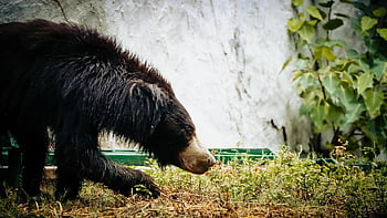 sri Lankan Sloth Bear, bear, animal, mammal, wildlife, nature, dangerous, carnivore, predator, zoo, dinosaur