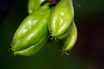 bilimbi, ovoce, jídlo, averrhoa bilimbi, zelené ovoce, strom, rostlina, organický, Příroda, detailní, avverhoa bilimbi