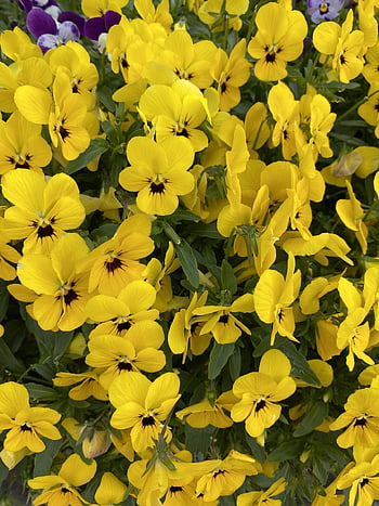 trei fraţi pătaţi, floare, viola, floare tapet, galben, flori frumoase, plantă, fundal de floare, petală, flori sălbatice, floră