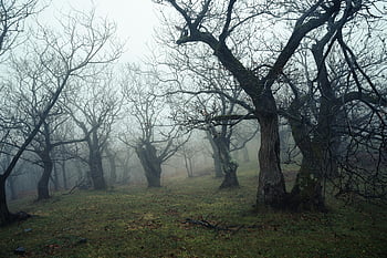 mlha nad holými stromy, strašidelný mlhavý les, holé stromy na podzim, tajemnou atmosféru, mlhavá lesní scéna, podzimní stromy, Mlstvá atmosféra, lesní mlha, holý strom les, podzimní mlha, děsivý les