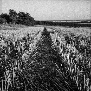 พืชผล, การเก็บเกี่ยว, Hasselblad 500C/m, distagon 50 มม., Ilford Pan 100, ภาพยนตร์ที่หมดอายุ, การถ่ายภาพอะนาล็อก, พัฒนาตนเอง, ภูมิทัศน์ชนบท, ดำและขาว, เนื้อละเอียด