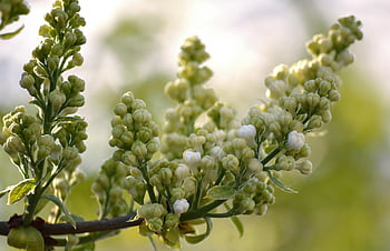 blooms, flower Buds, flower, flora, spring, garden, ordinary Lilac, flower Background, plant, shrub, beautiful Flowers