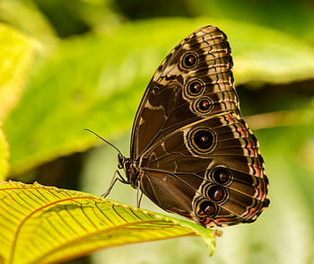 Blue Morpho butterfly, close-up photo, detailed shot, vibrant green leaves, butterfly resting, nature photography, macro photography, insect photography, colorful wings, eye spots, tropical butterfly