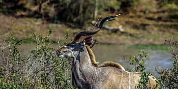 kudu, antilopa, Afrika, Příroda, volně žijících živočichů, safari, savec, rohy