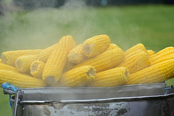 kukurydza, jedzenie, gotowanie, parowy, kolby kukurydzy, produkować, żniwa, ziarna zbóż, organiczny, garnek, zbliżenie