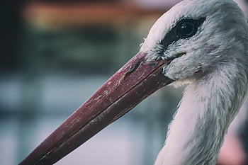 stork, birds, plumage, nature, animals, rattle Stork, feathers, elegant, storks, bird, wildlife