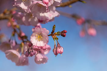 japanese Cherry Blossom, flowers, tree, branches, blossom, bloom, pink Flowers, sakura, flora, sakura Tree, spring