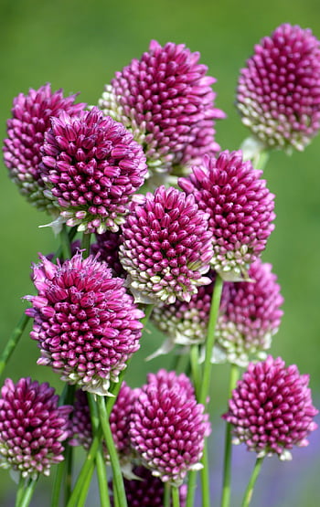 květ allium, Spherocephalon, květ, allium sphaerocephalon, pórek, pór skleník, míč pórek, okrasné rostliny, Pozadí, sphaerocephalon, pórek květ