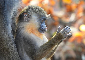 mandrill, opice, primát, mandrilus sfinga, opičí dítě, savec, Příroda, fauna, volně žijících živočichů, malý Monley