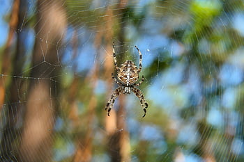 laba-laba, arakhnida, jaring laba-laba, sarang laba-laba, web, bola, penenun, serangga, bug, arachnofobia, alam