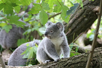 koala bear, wood trunk, tree branch, vibrant green foliage, natural habitat, cute koala, resting koala, koala in tree, koala wildlife, koala environment, koala nature