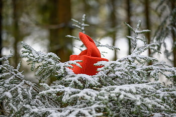 czapka z daszkiem, kapelusz robiony na drutach, wełna, trykotowy, ciepły, śnieg, las, zimowy, Natura, Boże Narodzenie, Adwent