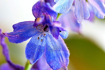 larkspur, flower Wallpaper, beautiful Flowers, flower Background, delphinium, flower, blue, macro, nice, decorative, nature