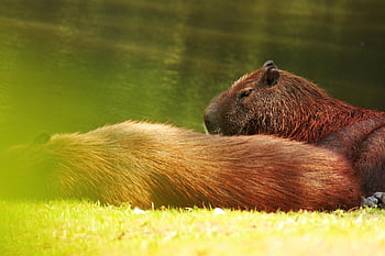 capybara, capybara Background, west, animal, wildlife, wild, the Mammal, nature, cute, rodent, fur