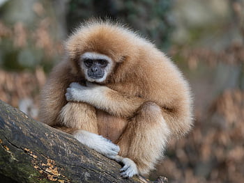 gibbon, ape, mammal, primate, wildlife, zoo, zoo Salzburg