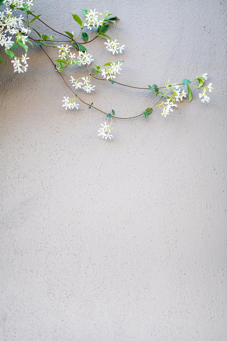 wall, texture, flowers, background, outdoors, exterior, summer, bloom, pretty, simple, wallpaper