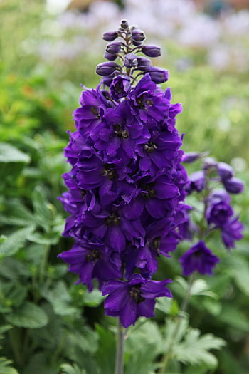delphinium, plant, garden, flower, flower Background, nature, flower Wallpaper, beautiful Flowers, blue, gardening, summer