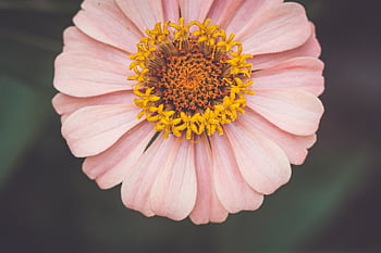 macro, flower, background, floral, close up, petals, colorful, plant, bloom, blossom, wallpaper